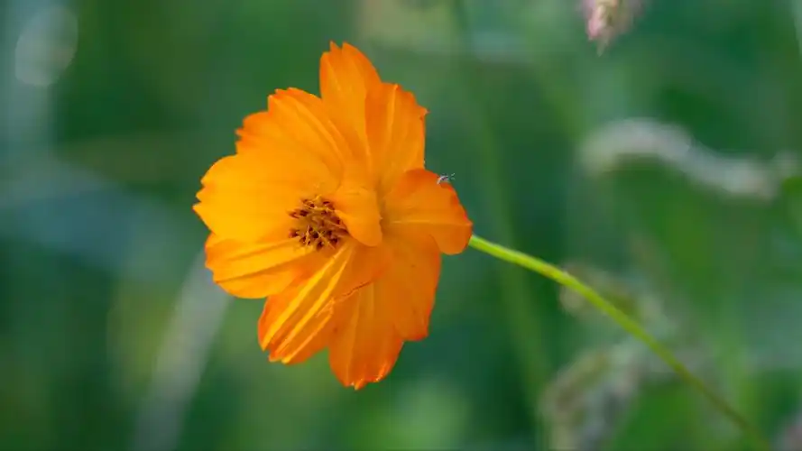 秋韵/鲜鲜嫩嫩黄秋英1