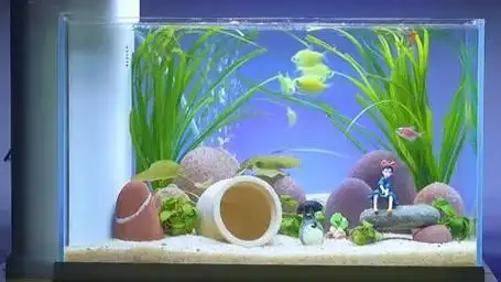 我的小鱼缸把你们的发出来看看