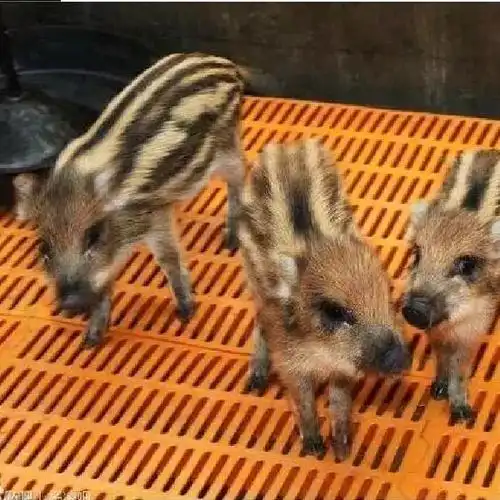 广西野猪苗养殖基地南宁特种野猪众鑫养殖纯种野猪崽