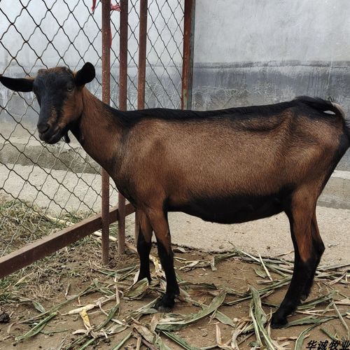 奶羊红鹿活羊奶山羊红色怀孕母羊活体羊羔产奶畜牧