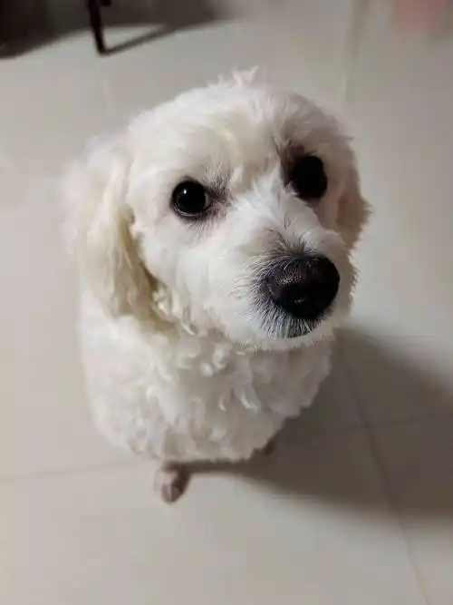 陕西省咸阳市杨陵区《重金寻狗》—"雪纳瑞比熊串串"_狗狗_酬谢_反应