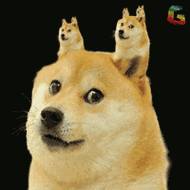 狗宠物萌宠gif动图_动态图_表情包下载_soogif