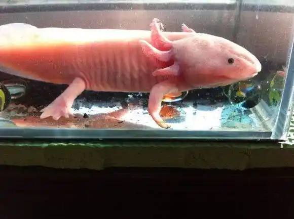 动物图集:六角龙鱼