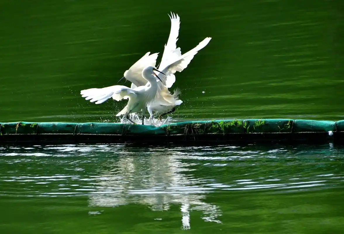 2022夏天里的鸟类水上白鹭