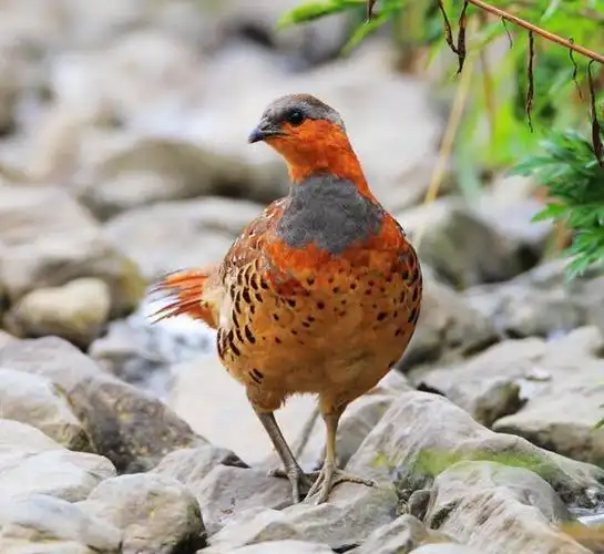 相关资料图文/@宜兴发布竹鸡是宜兴南部竹海中的一种野禽,似鸟似鸡