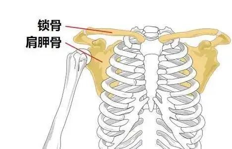 锁骨的作用可不止放硬币,它还牵动着你的一举一动!