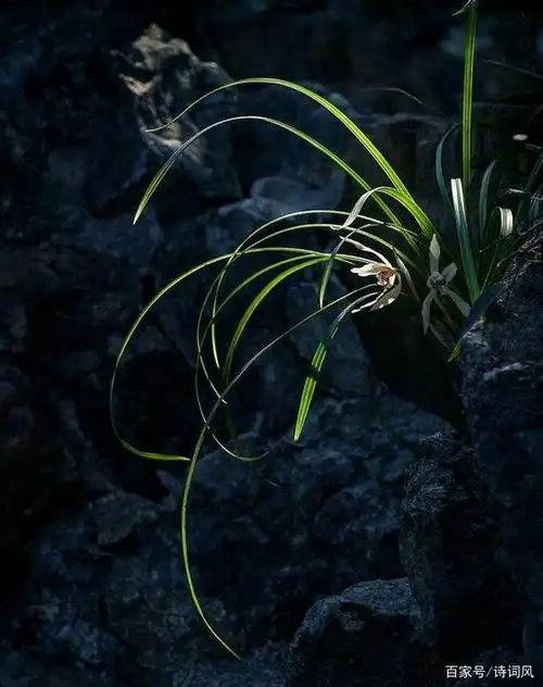 如梦令-咏山谷幽兰