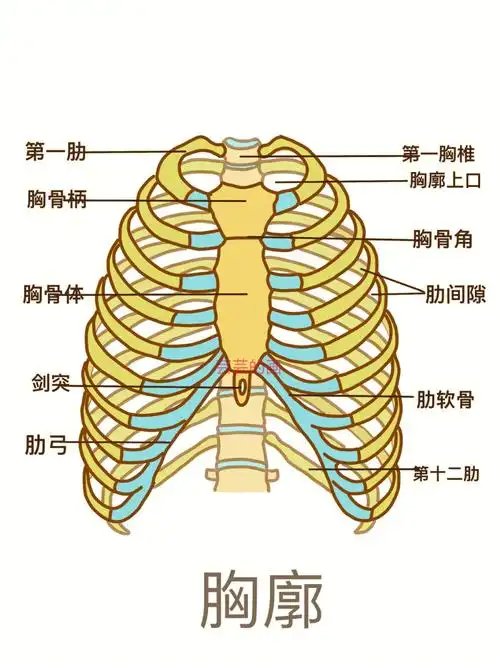 医学生笔记分享6971胸骨解剖学