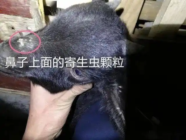 新手养山羊感染寄生虫请教老师傅如何正确驱虫及注意事项