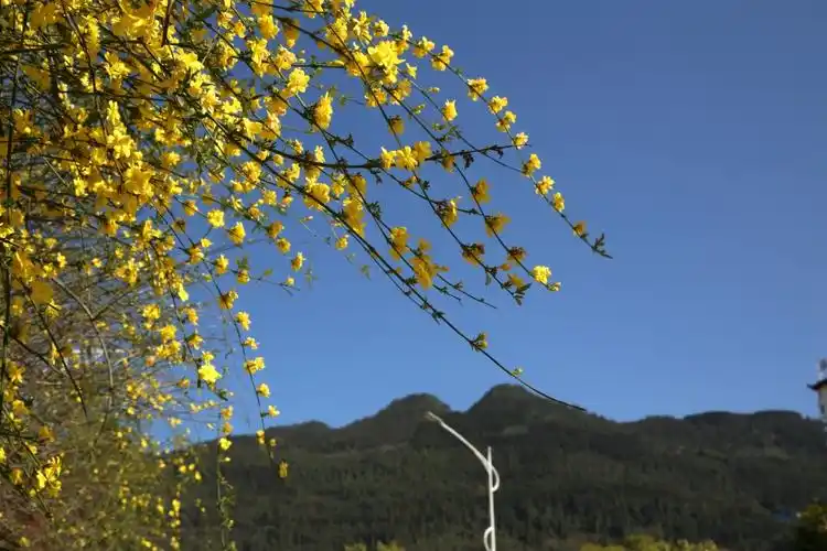 鹤峰迎春花初露芳容