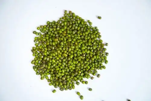 农作物绿豆种子 绿豆