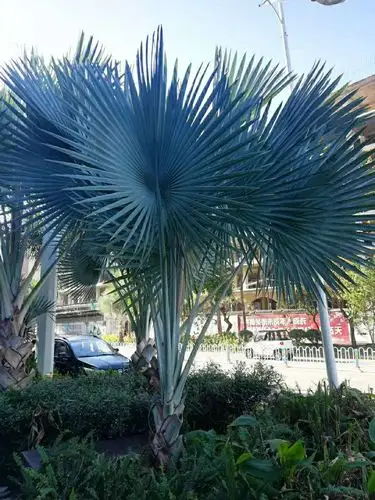 高大壮观且珍稀的霸王棕