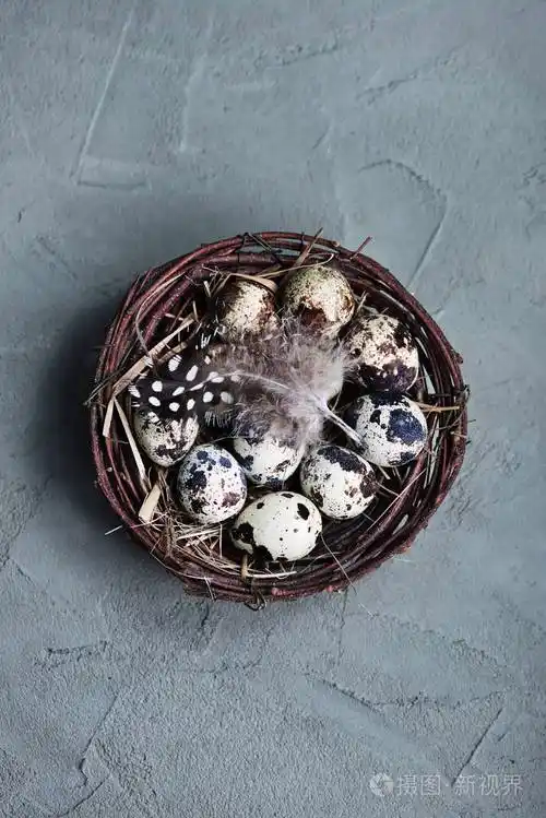 原料鹌鹑蛋在窝里