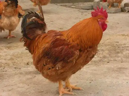 鲁木齐快大黄鸡苗-九斤黄鸡苗-九斤红毛公鸡苗  乌鲁木齐公鸡苗 1简介