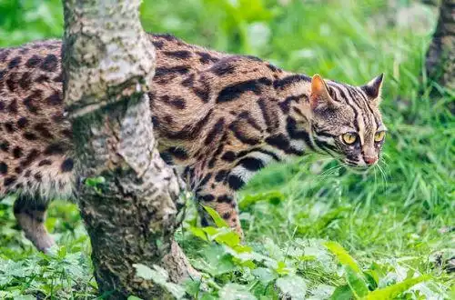 薮猫和豹猫的区别在哪里呀