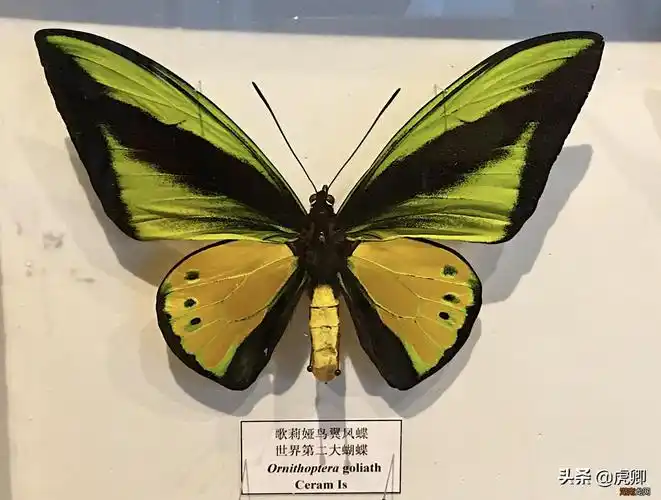 全球有哪些比较珍贵罕见的蝴蝶 世界上第一稀有的蝴蝶