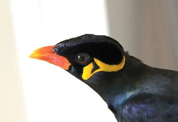 鹩哥也是一种比较有名的会说话的鸟,它们可以更好模仿人的腔调和话