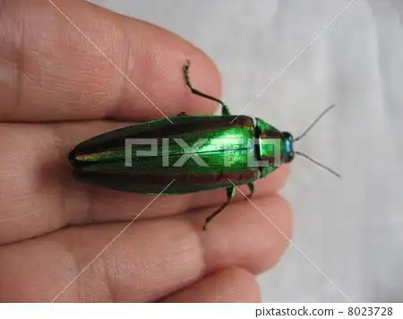 buprestid, jewel beetles, buprestidae