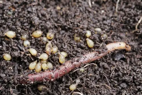 蚯蚓卵茧有多大蚯蚓茧是什么样子蚯蚓茧图片大全