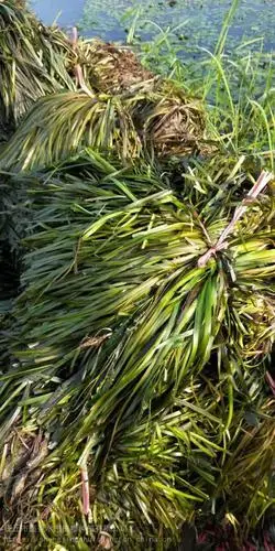 苦草正宗矮生苦草基地直发无中间商