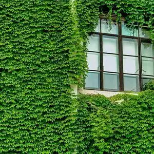 盆栽爬山虎苗四季常青爬藤植物庭院别墅阳台攀援花卉三叶爬墙虎苗