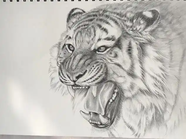 素描画老虎全身素描画老虎全身步骤图片