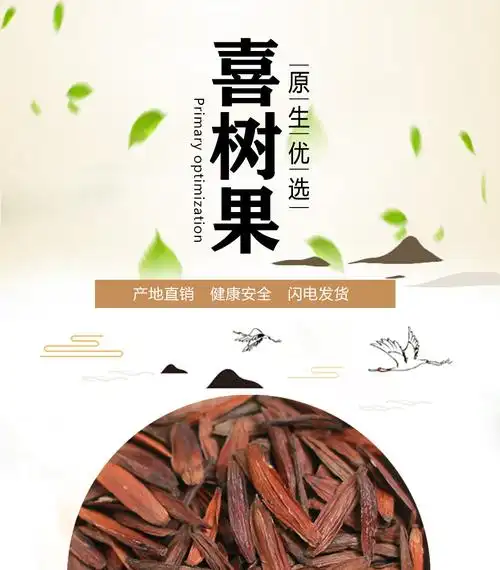 北京同仁堂喜树果中药材店铺500g散装喜树子 千丈树 水栗子天梓树中