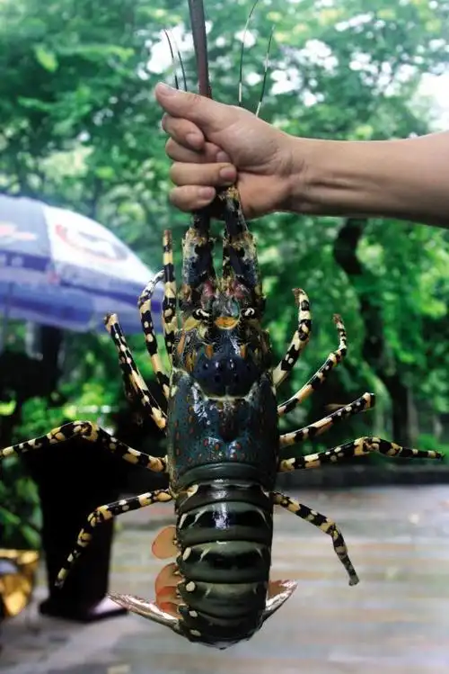 龙虾的雅俗共"尝"时代(组图)