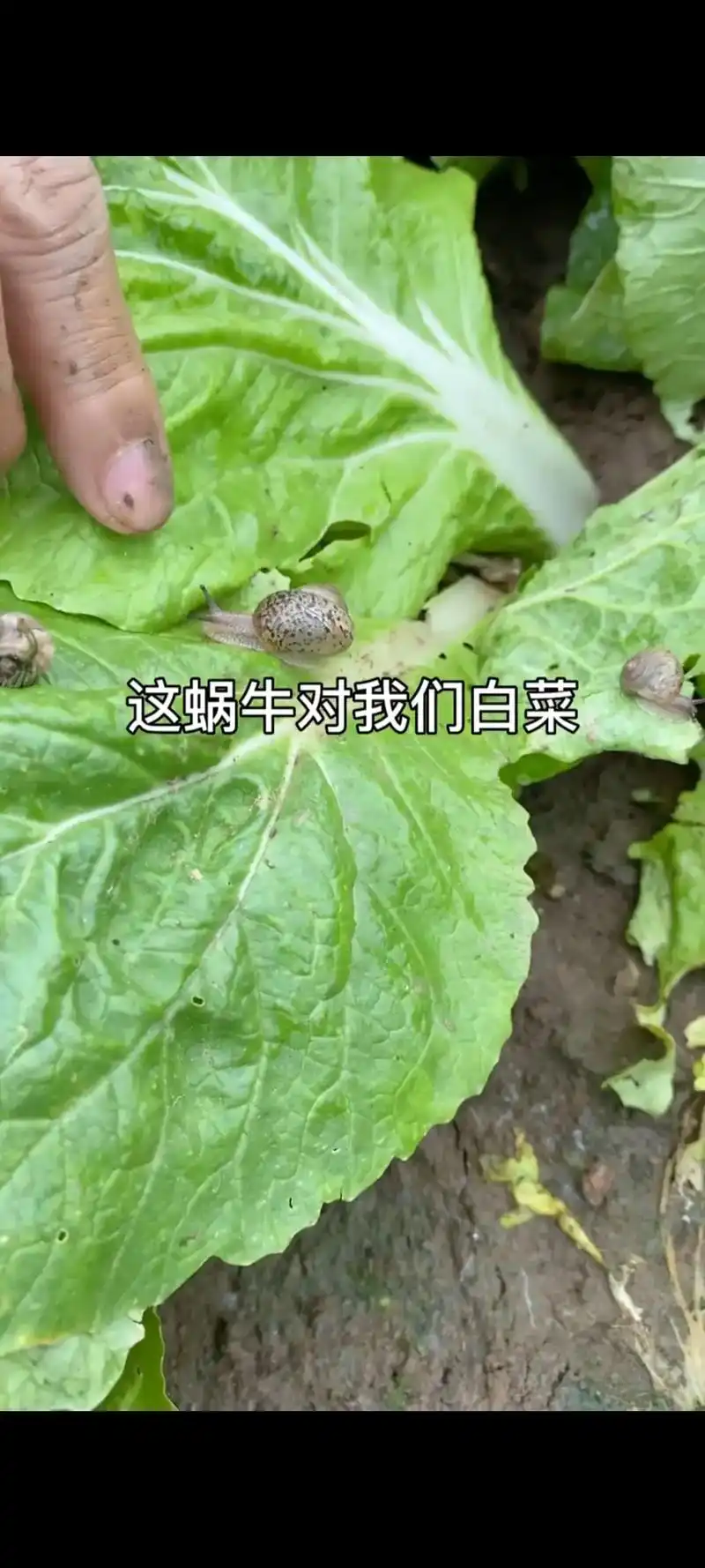 小小蜗牛危害大,一旦爆发菜叶被吃光,不用担心,一招轻松解决. - 抖音