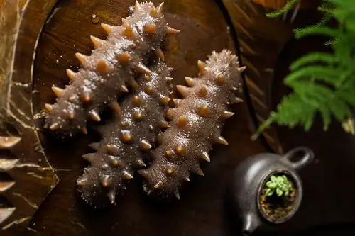 新鲜出炉 渤海海参 超大个