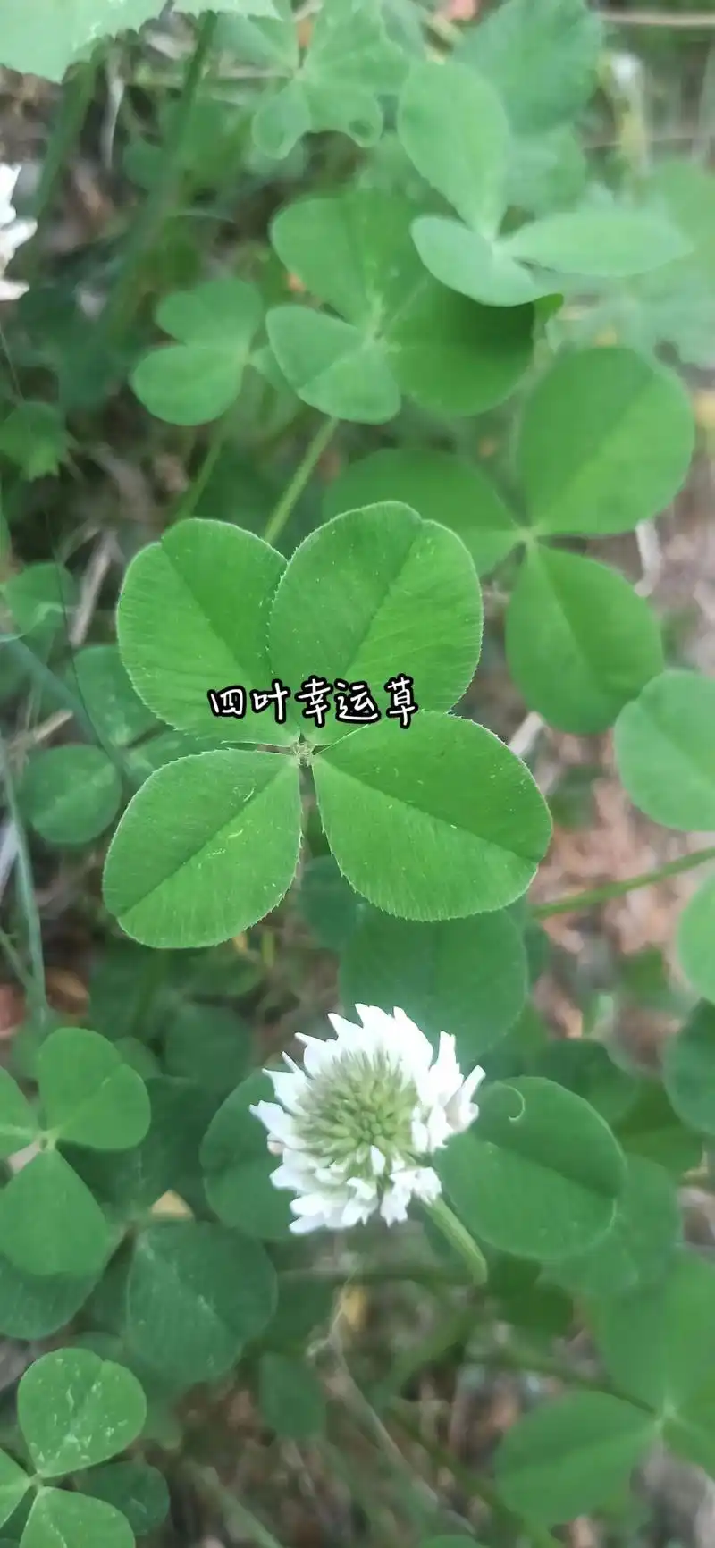 第一次见到真正的幸运四叶草 随手一拔突然发现的 而且不止一颗 - 抖