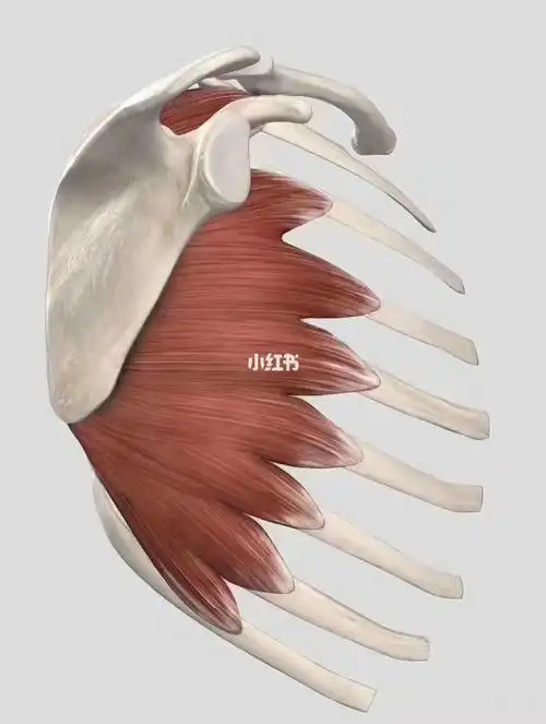 前锯肌_肌无力_医疗健康_医疗方法