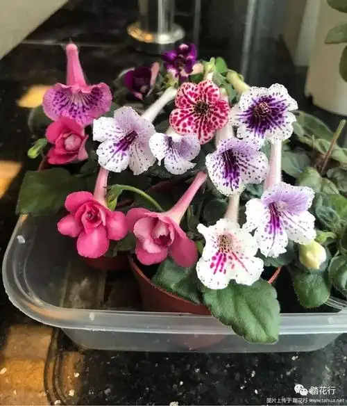 迷岩的可爱在于室内室外一样美