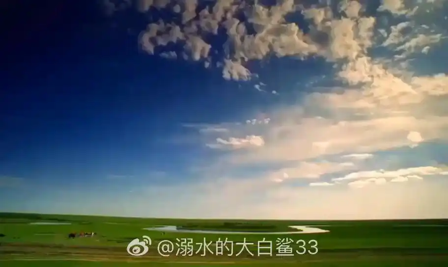 溺水的大白鲨33