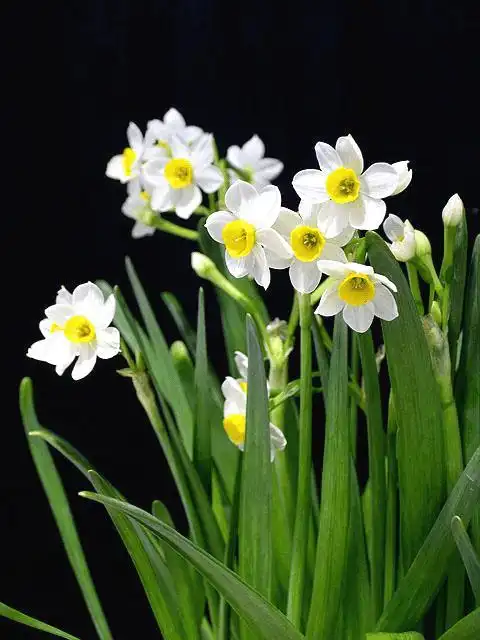 水仙繁殖培养方法大全