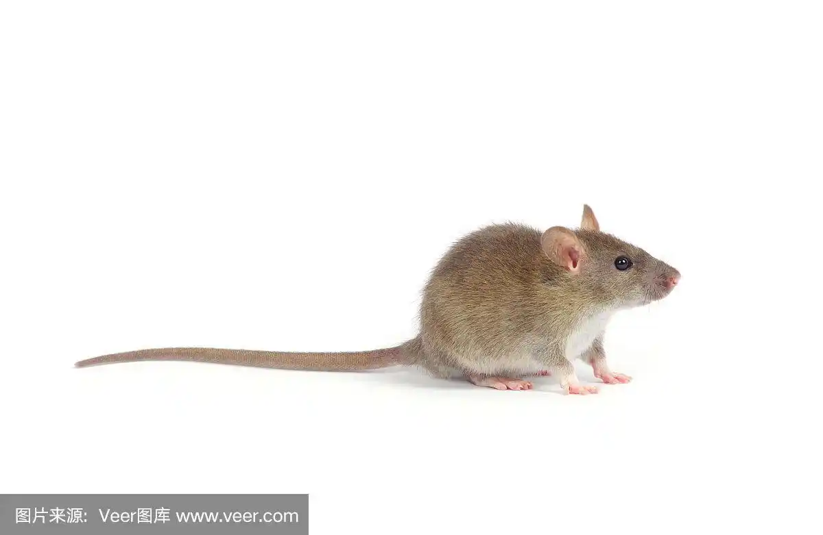 老鼠