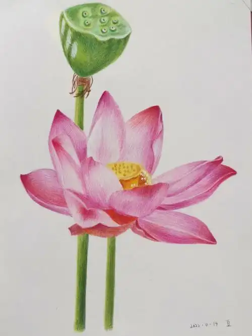 彩铅8荷花临摹含步骤