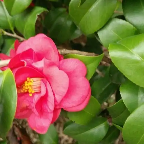 美丽姑娘花一样