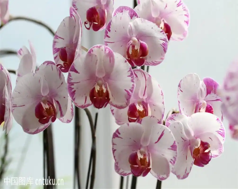 蝴蝶兰开花漂亮,怎么在家里种植它呢?