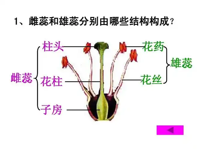 柱头 雌蕊 花柱 子房 花药 雄蕊 花丝