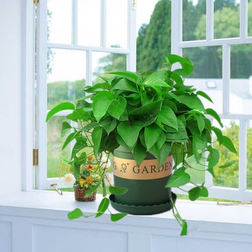 室内盆栽绿航绿箩吊兰绿萝防辐射吸甲醛植物新房装修特价包邮