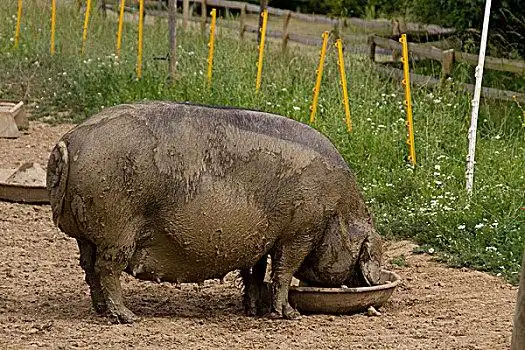 大,黑色,生活,猪,母猪,进食
