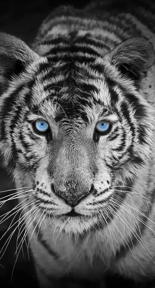 虎虎生威 | 超酷老虎插画摄影壁纸_网易订阅