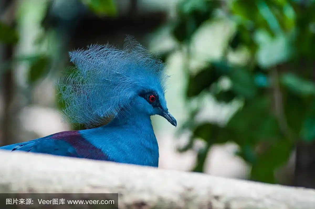 特写,雉,荧光色,猎鸟,红色