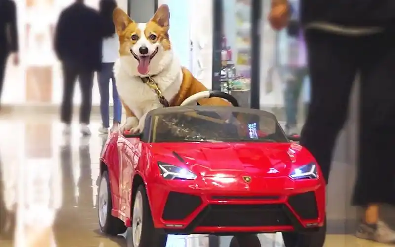 中字坐车车去买零食啦柯基8corgihouse