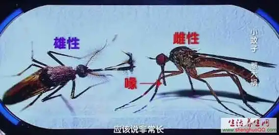 健康之路20160515蚊子的危害