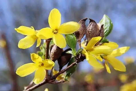 连翘图片连翘图片高清大图