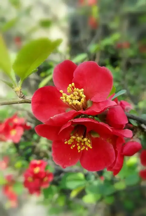 百花盛开又一春