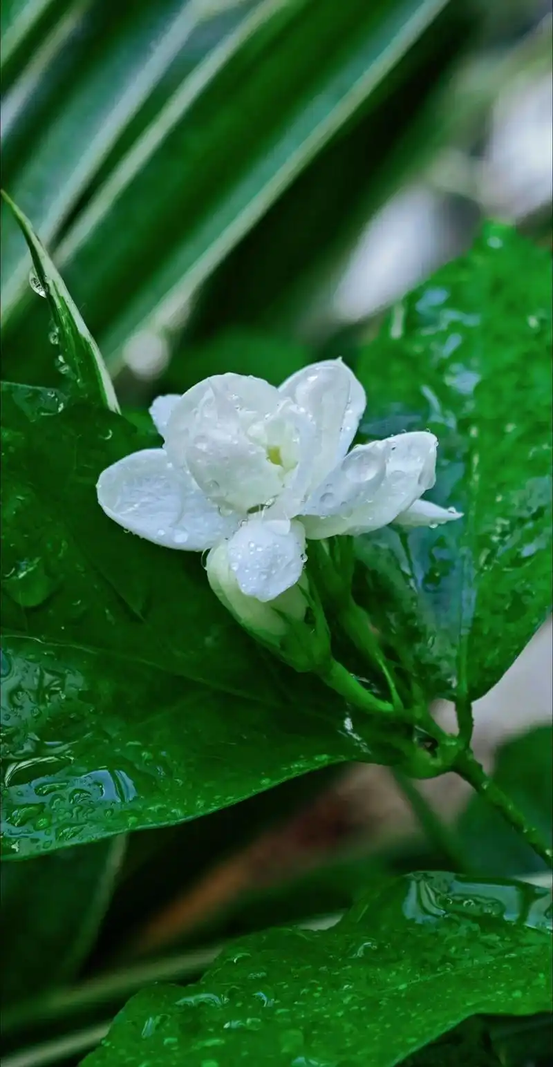 见花如面 #茉莉花 夏季的尾巴里