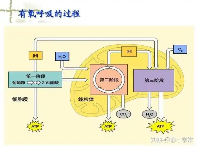 第二题考察无氧呼吸